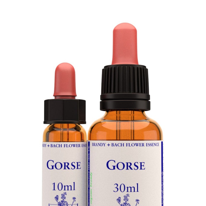 Gorse - kapi 10 ml