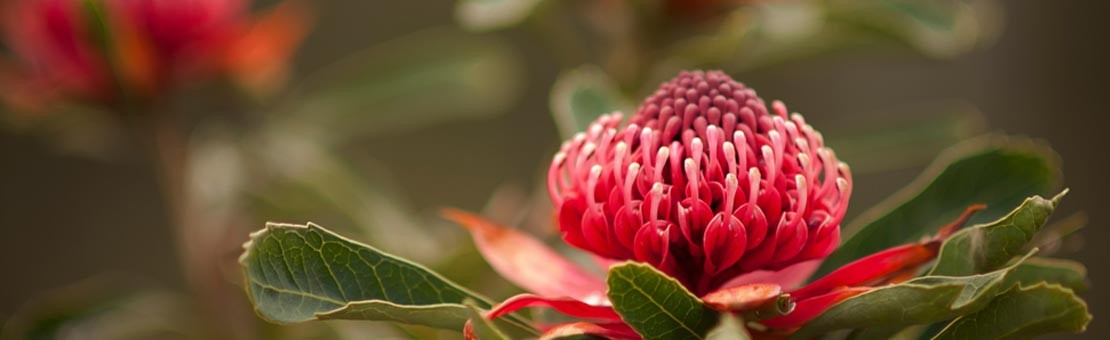 Australske cvjetne esencije